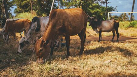The young cows eats a grass on a sunny dayの写真素材