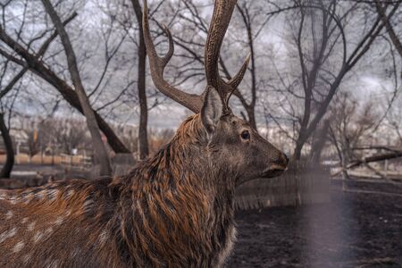 Gorgeous deer with curvy antlers standing on dirty land of enclosure in autumnal parkの写真素材