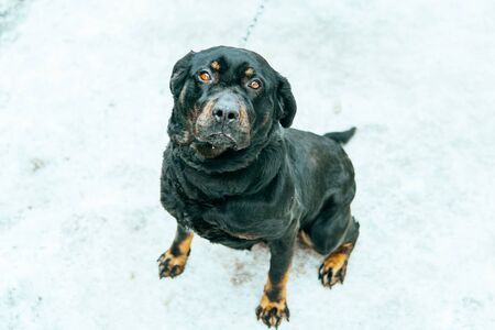 Portrait of large black dog, sitting on snow.の写真素材