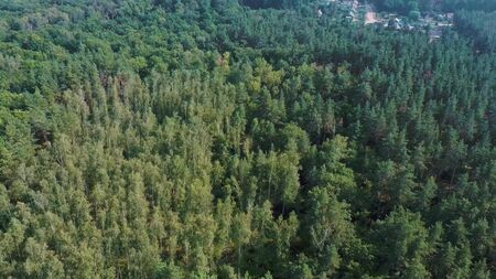 Summer forest landscape in sunny weather - forest trees lit by soft sunlight.