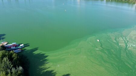 Standing calm water of the lake bloomed in summer.の写真素材