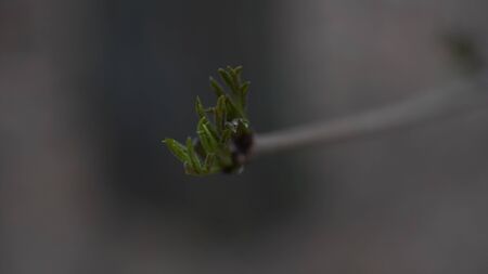 Close-up of green sprout on branch on blurry background.の写真素材