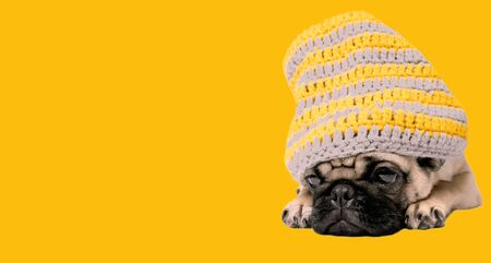 A beautiful pug with a hat on her head sits on an orange background