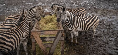 Herd of zebras standing on dirty land near feeder with hay in enclosure. Striped zebras eating hay in preserve parkの写真素材