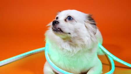 Funny small white dog with wide blue eyes on an orange background. The pet is shrouded in neon lights.の写真素材