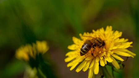 Yellow dandelions with a bee. Honey bee collecting nectar from dandelion flower. Close up flowers...