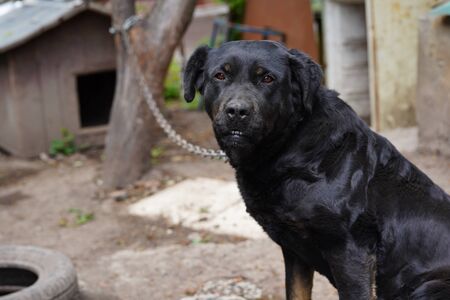 A large black dog on a chain guards the house. Watching dog