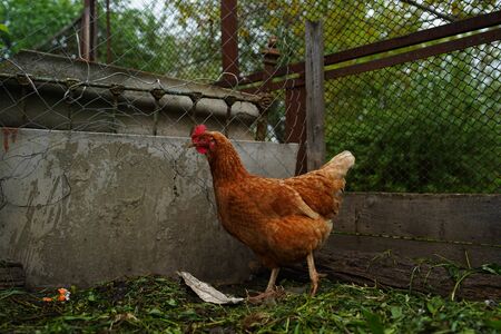 Chicken standing on a rural garden in the countryside. Close up of a chicken standing on a backyard shed with chicken coop. Free range birdsの写真素材