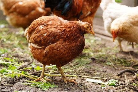 Chicken standing on a rural garden in the countryside. Close up of a chicken standing on a backyard shed with chicken coop.の写真素材
