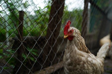 Chicken standing on a rural garden in the countryside. Close up of a chicken standing on a backyard shed with chicken coop.の写真素材