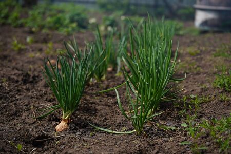 Close up of growing onion in garden. Blooming onion in ground.の写真素材