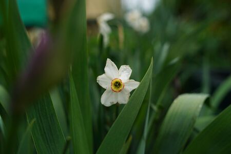 Close up of white narcissus on green blurry background. Beautiful flower in sunny weather outdoor