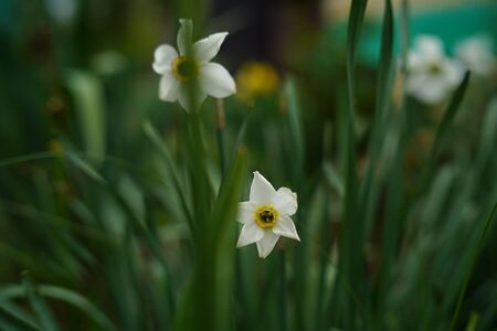Close up of white narcissus on green blurry background. Beautiful flower in sunny weather outdoorの写真素材