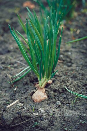 Close up of growing onion in garden. Blooming onion in ground. Concept of space for your text.の写真素材