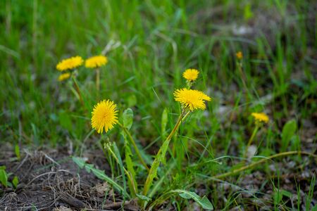 Close up of yellow dandelions in green grass. Blooming blowballs growing from ground.の写真素材