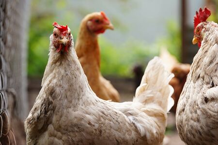 Chickens search for grain while walking in a paddock on a farmの写真素材