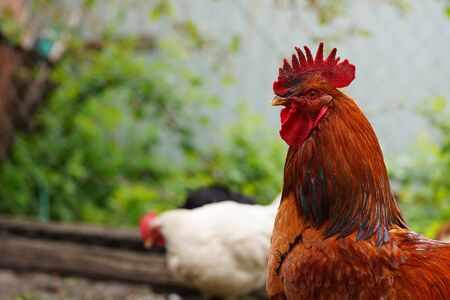 Close up of adult rooster in paddock. Portrait of stately cock outdoor.の写真素材