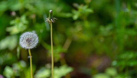 Close up of white dandelion. Blooming blowball in macro on blurry green background. Concept of nature backgroundの写真素材