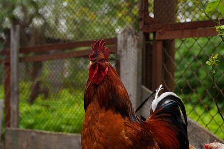 adult rooster in paddock. Portrait of stately cock outdoor