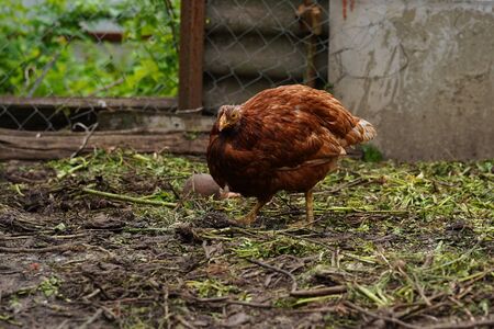 Chicken standing on a rural garden in the countryside. Close up of a chicken standing on a backyard shed with chicken coop.の写真素材