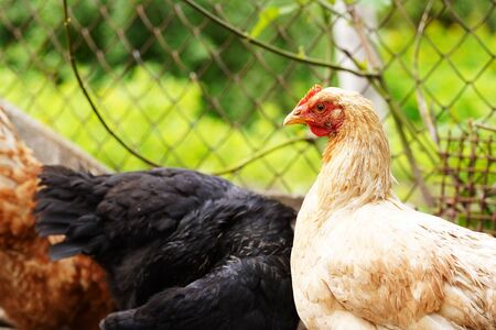 Chicken standing on a rural garden in the countryside. Close up of a chicken standing on a backyard shed with chicken coop.の写真素材