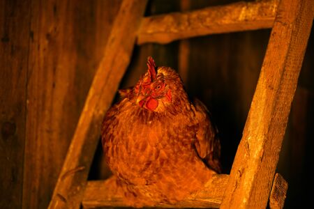 Close up of adult chicken in coop at nightの写真素材