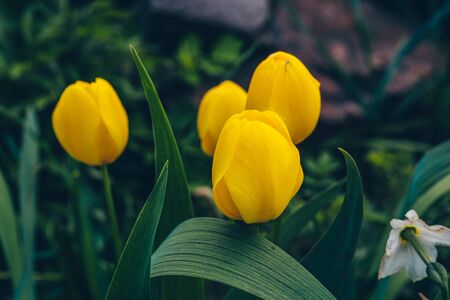 Close up of closed yellow tulips on background of green leaves. Beautiful flowers swaying in wind.の写真素材