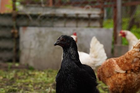 Chicken walks in the pen. Chickens search for grain while walking in a pen on a farmの写真素材