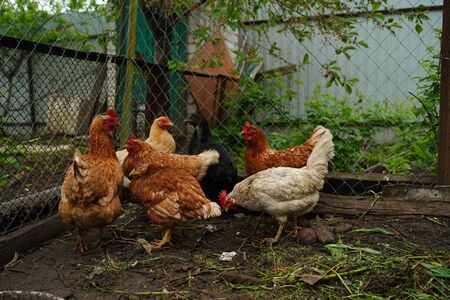 Chicken walks in the pen. Chickens search for grain while walking in a pen on a farmの写真素材