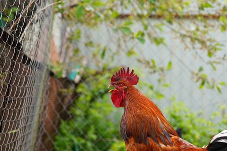 adult rooster in paddock. Portrait of stately cock outdoorの写真素材