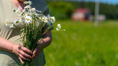 Close-up, an adult woman holding a bouquet of field daisies. A woman on a warm summer day gathered a bouquet of flowers.の写真素材