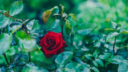 Close up of red rose on background of green leaves. Beautiful flower with water drops. Concept of nature backgroundの写真素材