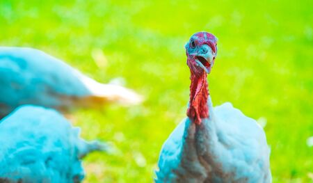 Breeding turkeys on a farm. White turkey portrait. Flock of Turkeys at the farm. Pasture raised turkey on a farmの写真素材