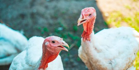 Common white Turkey looking for grain while walking in a paddock on a farmの写真素材