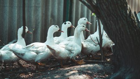 Duck looking for grains while walking in paddock on farmの写真素材