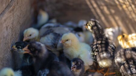 Close up of small different chicks in corralの写真素材