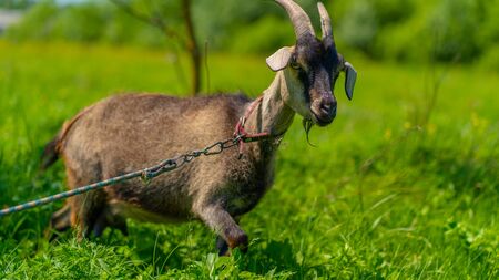 Close up of adult goat grazing in green meadowの写真素材