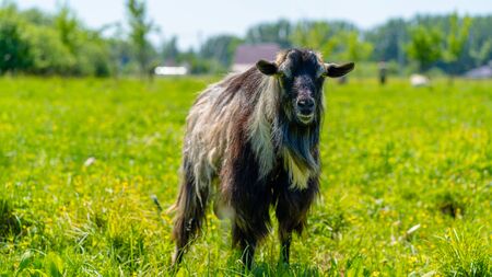 Close up of little goat grazing in green meadow.の写真素材