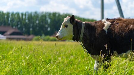 A cow grazes in a field on a summer day. Cow in the pasture.の写真素材