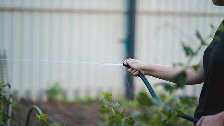 Close up of woman's hand watering vegetable garden from hose. Concept of summer and garden care,...