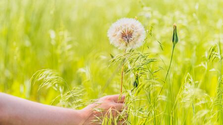 Close up of woman's hand holds big white dandelion. Blooming blowball in green grassの写真素材