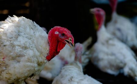 Common white Turkey looking for grain while walking in a paddock on a farmの写真素材