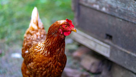 Close up of chicken walkingの写真素材
