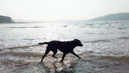 A big dog in the sea. The animal frolics in the waterの写真素材