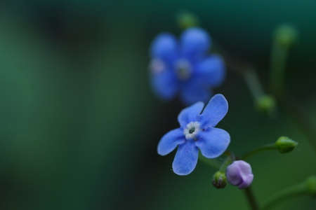 Close up of bluish forget-me-not. Beautiful flower swaying in wind. Concept of nature background.の写真素材