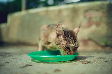 Close up of stray cat eating useful pet food. Concept of animal care.の写真素材