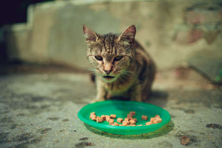 Close up of stray cat eating useful pet food. Concept of animal care.