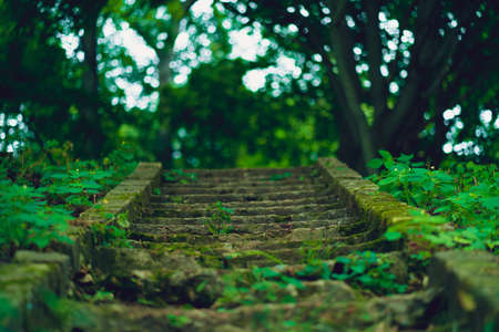 Abandoned overgrown steps in wooded area.の写真素材