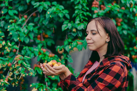 Close up of woman's hands hold ripe apricots on background of apricot tree. Concept of garden harvestの写真素材
