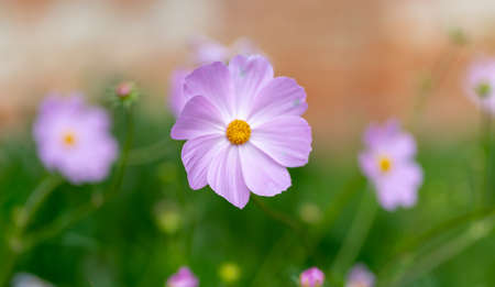 Close up of cosmeas on blurry background. Beautiful decorative flowers with bright buds. Concept of nature backgroundの写真素材